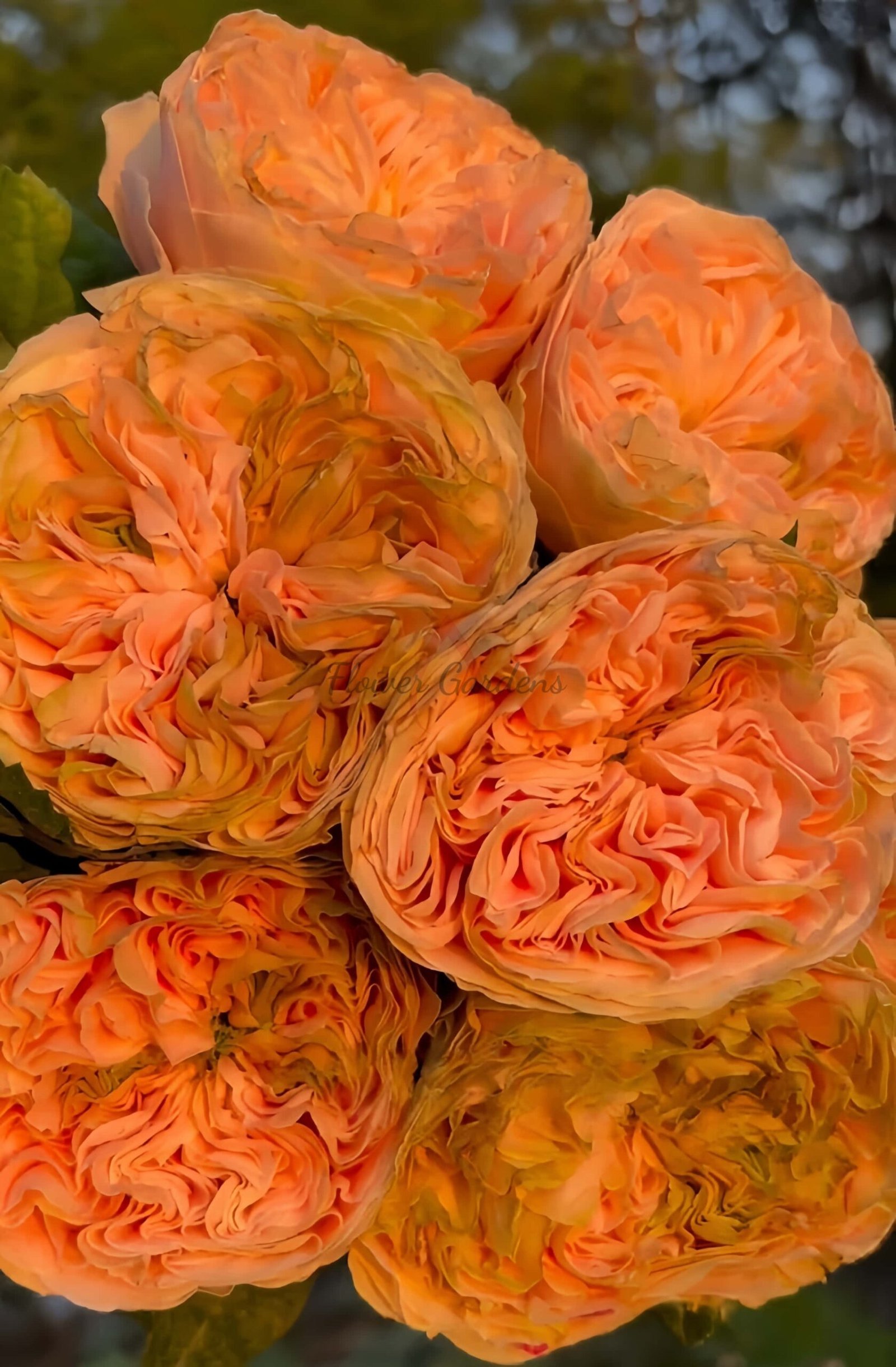 Bridgerton Rose for sale丨Flower Gardens