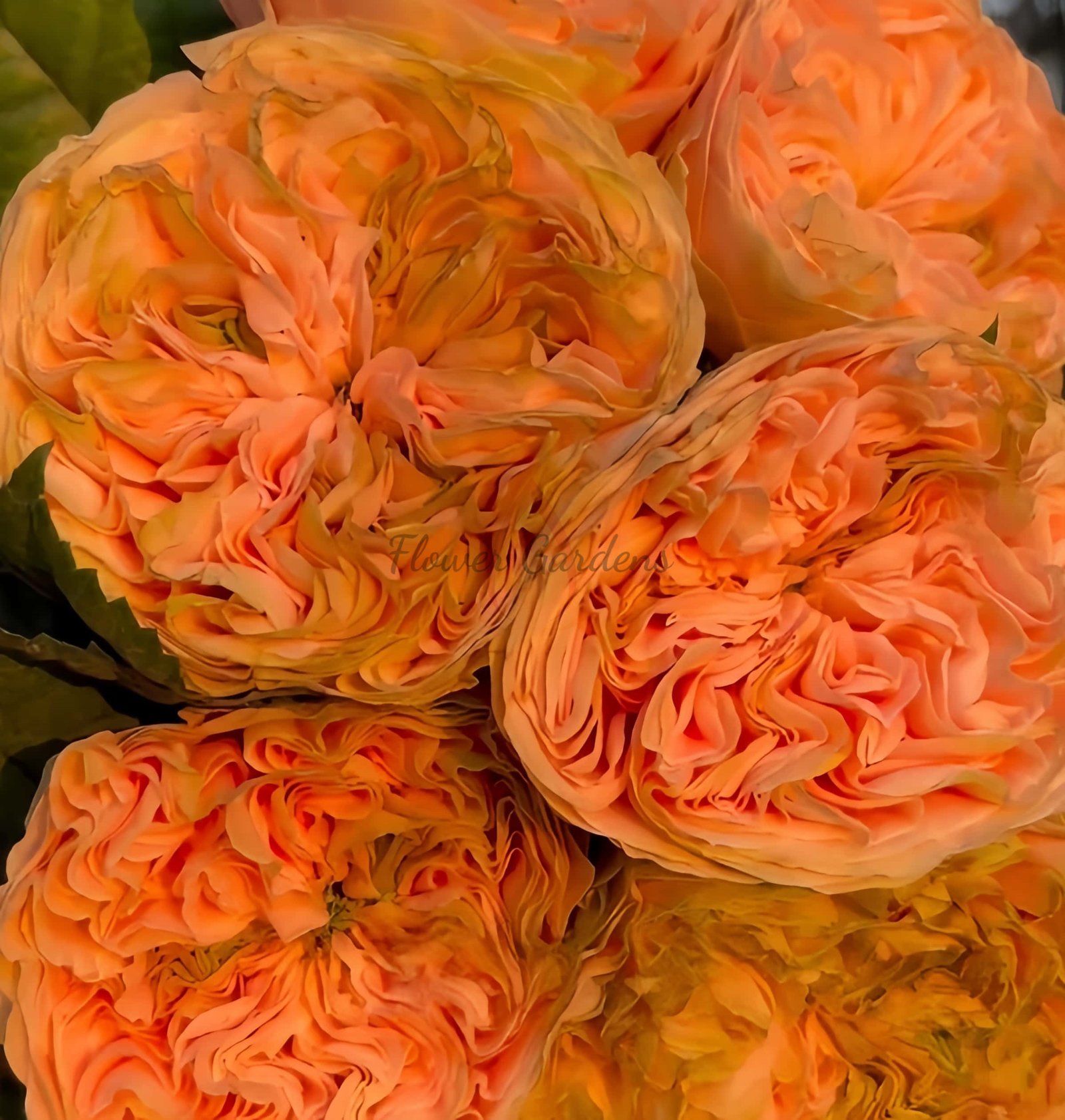 Bridgerton Rose丨Flower Gardens