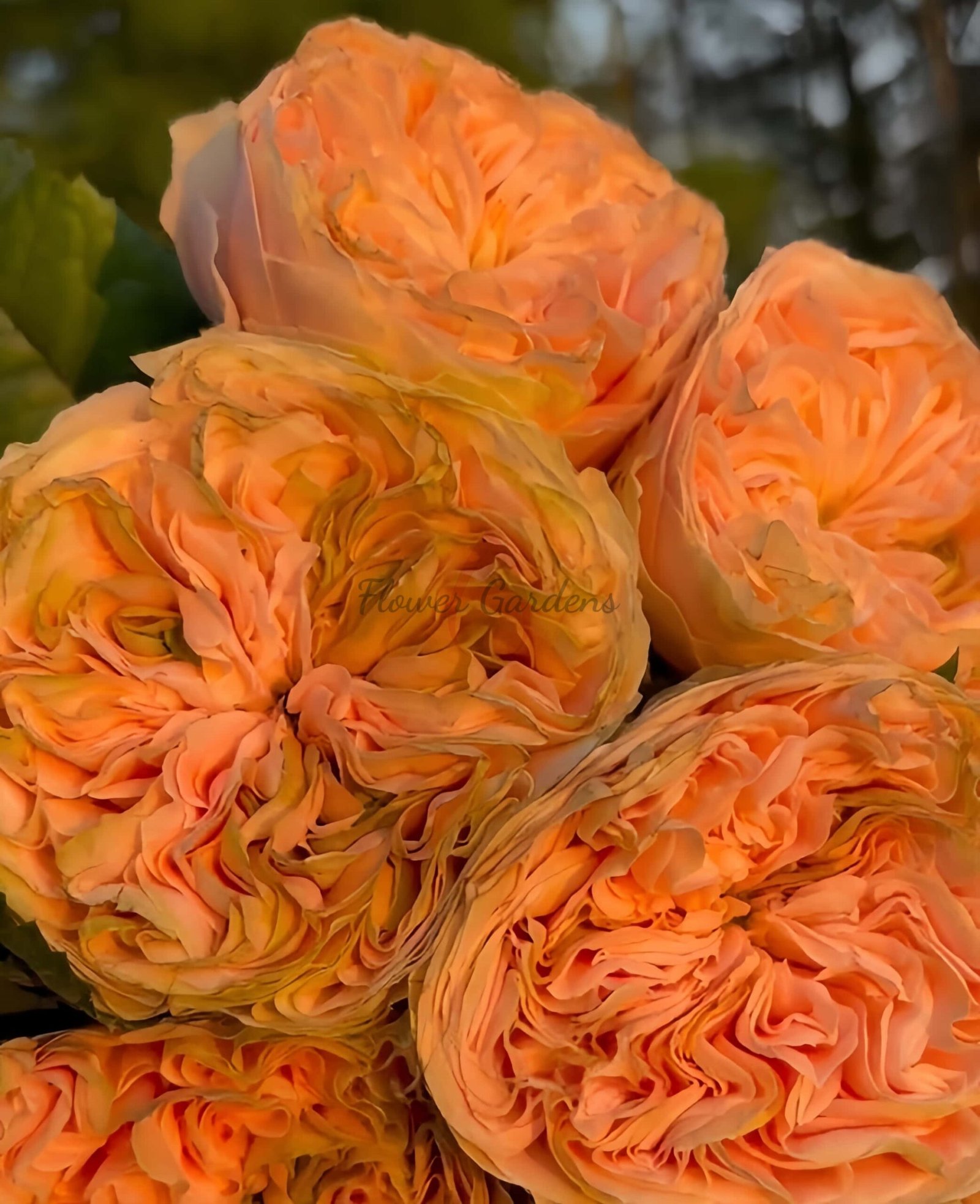 Bridgerton Rose plant丨Flower Gardens