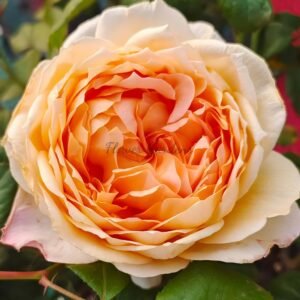 Capriccio Rose plant丨Flower Gardens