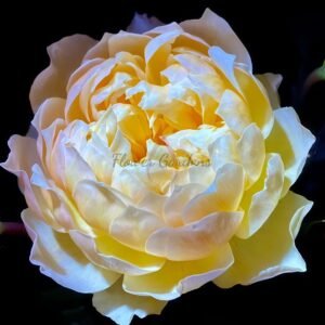 Changxingongdeng Rose plant丨Flower Gardens