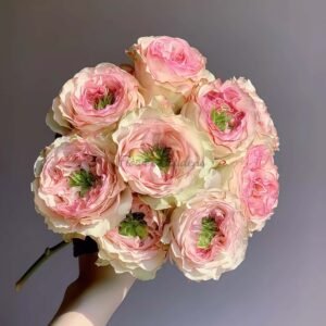 Charming Corneille Rose丨Flower Gardens