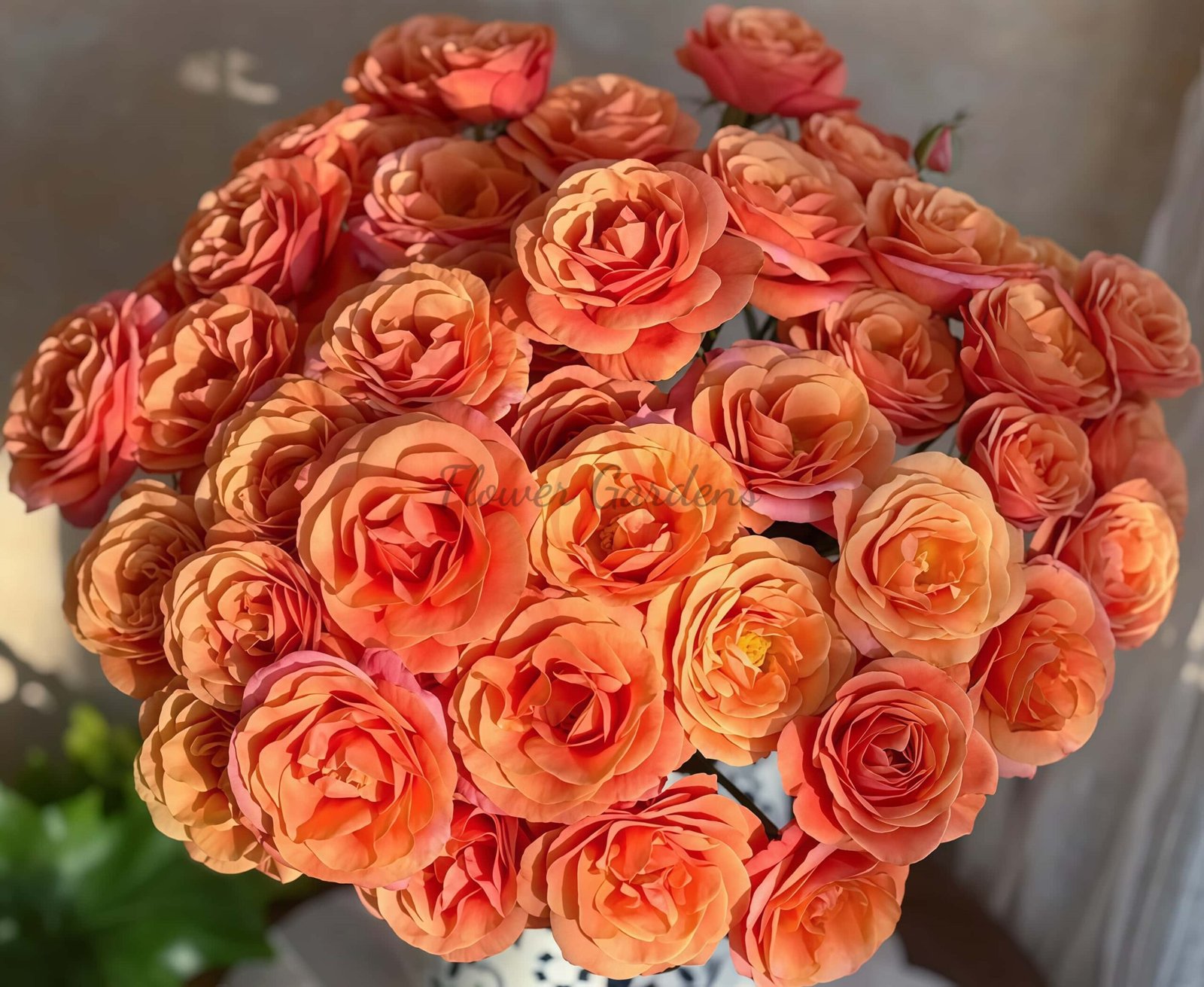 Chengse Tianxin Rose for sale丨Flower Gardens