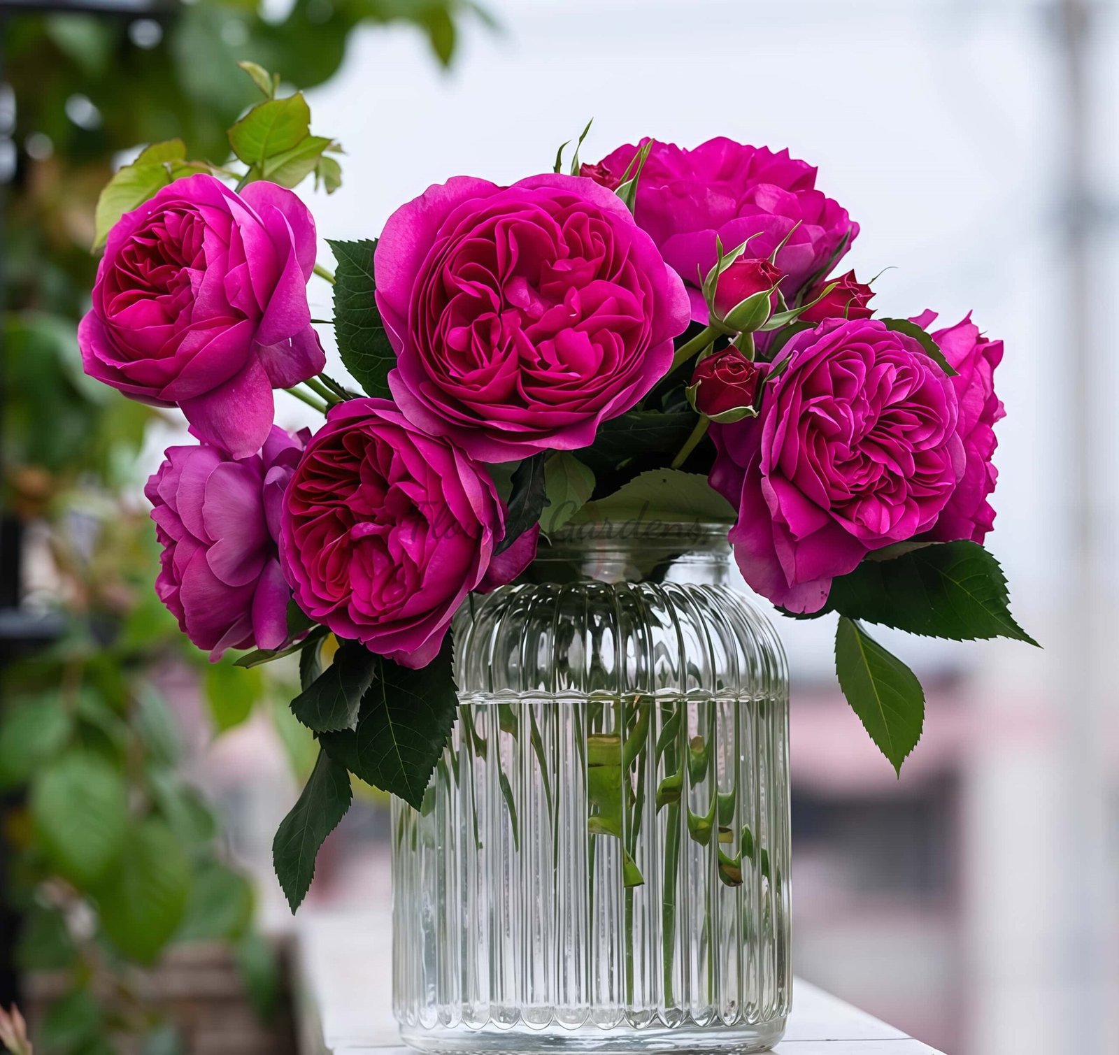 Cixuan Rose for sale丨Flower Gardens