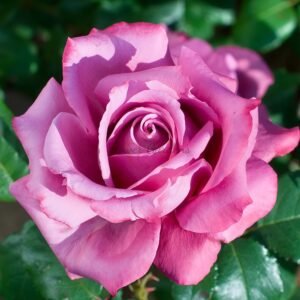 Claude Brasseur Rose for sale丨Flower Gardens