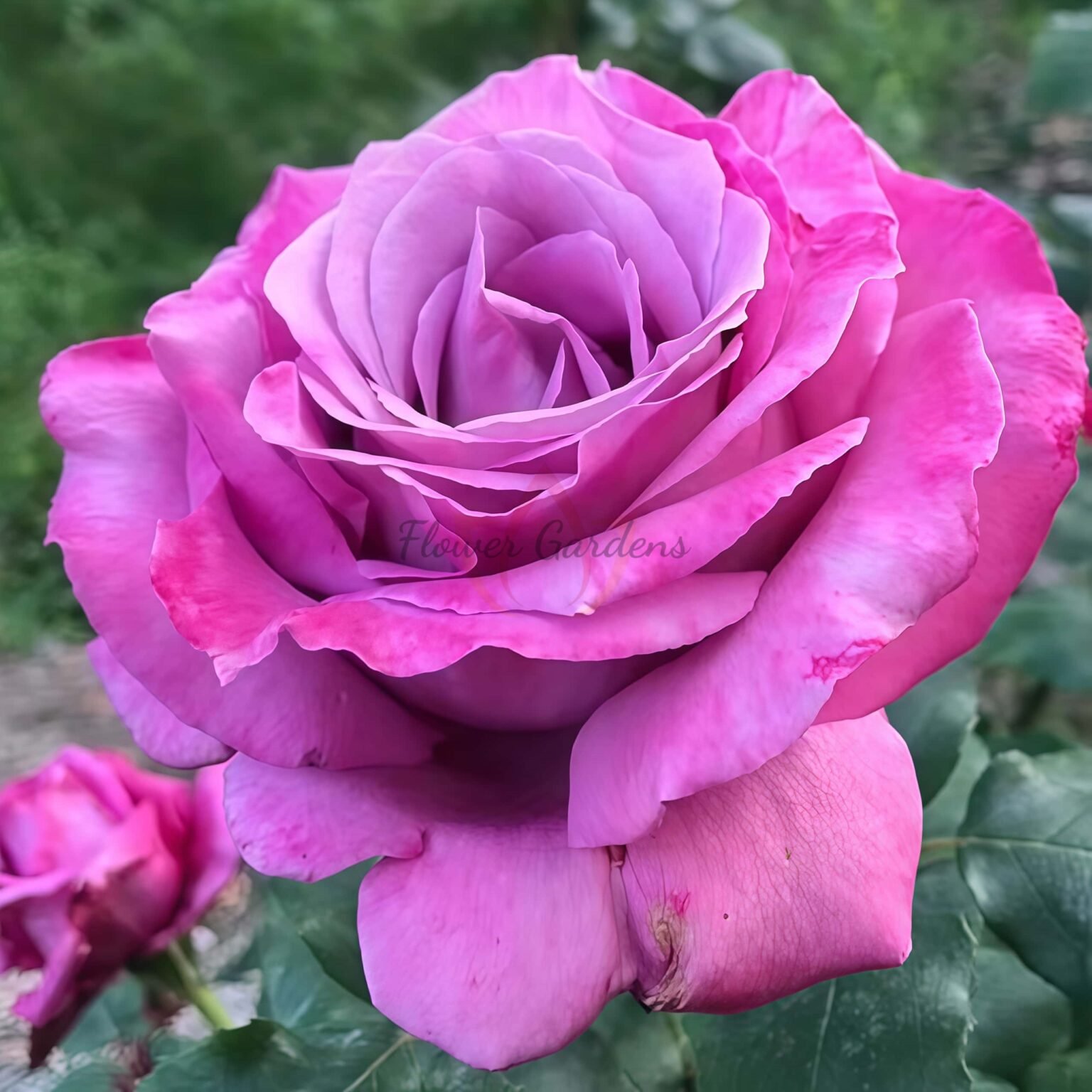 Claude Brasseur Rose Plant|克劳德布莱塞