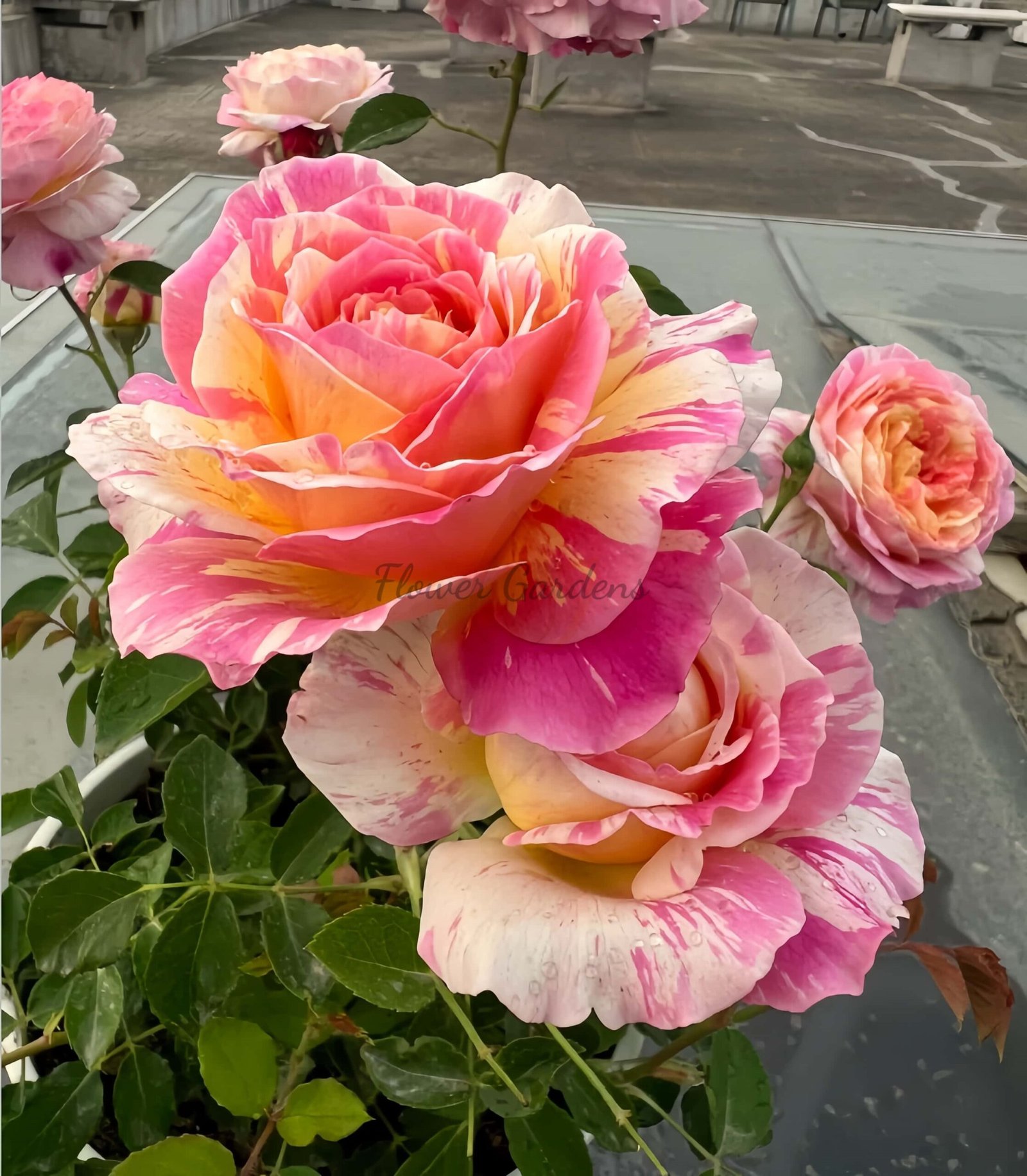 Claude Monet Rose丨Flower Gardens