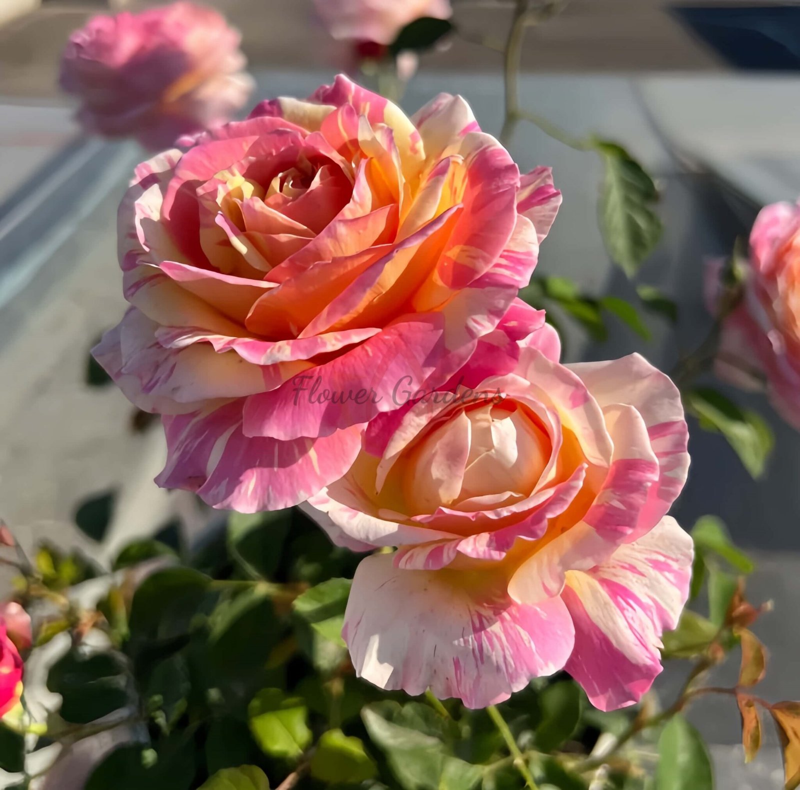 Claude Monet Rose Plant|克劳德·莫奈