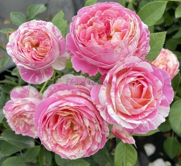 Claude Monet Rose丨Flower Gardens