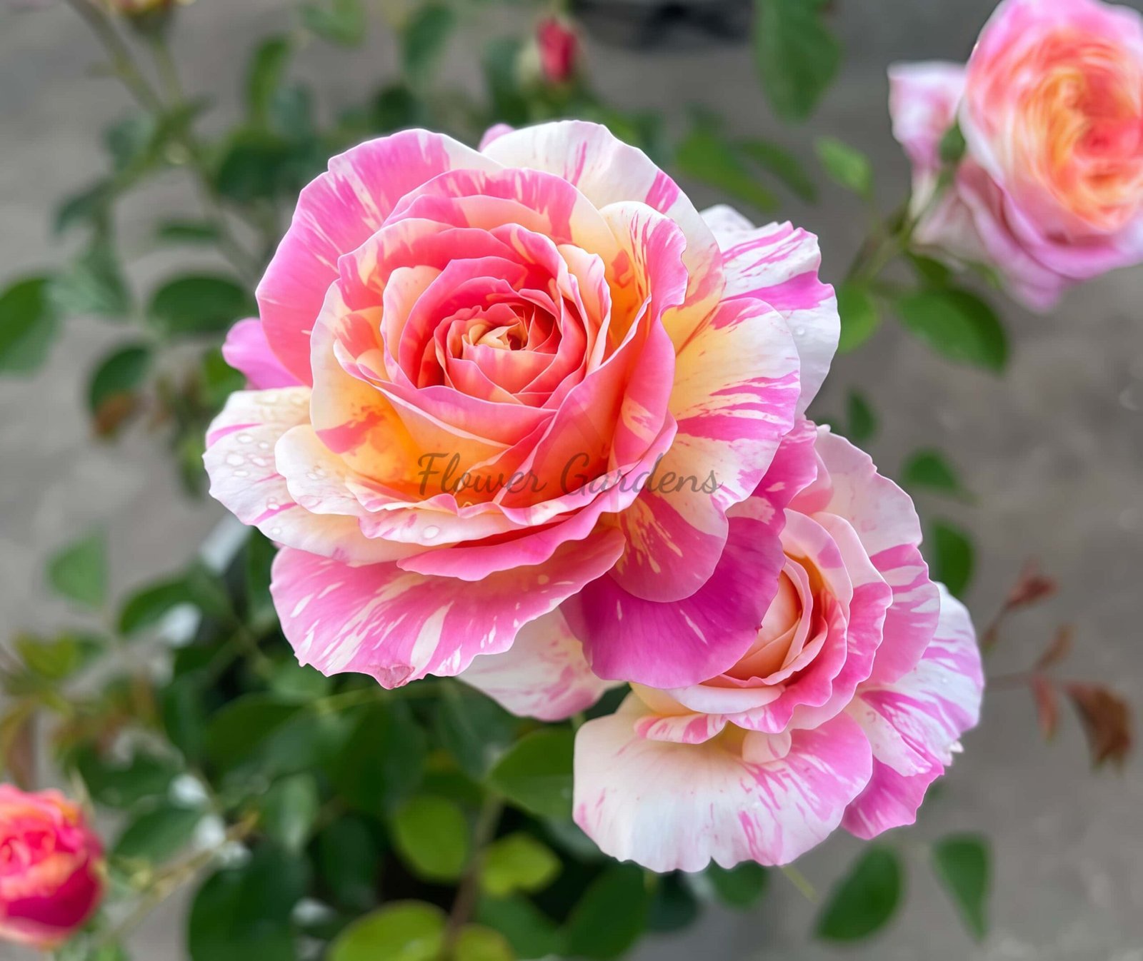 Claude Monet Rose plant丨Flower Gardens