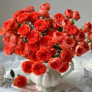 Coral Juice Patio Rose丨Flower Gardens