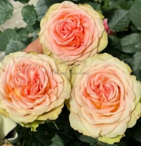 Country Home Rose Plant|乡村小屋