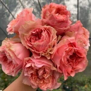 Country Spirit Romance Rose丨Flower Gardens