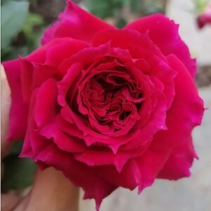 Couronne Rouge Rose丨Flower Gardens