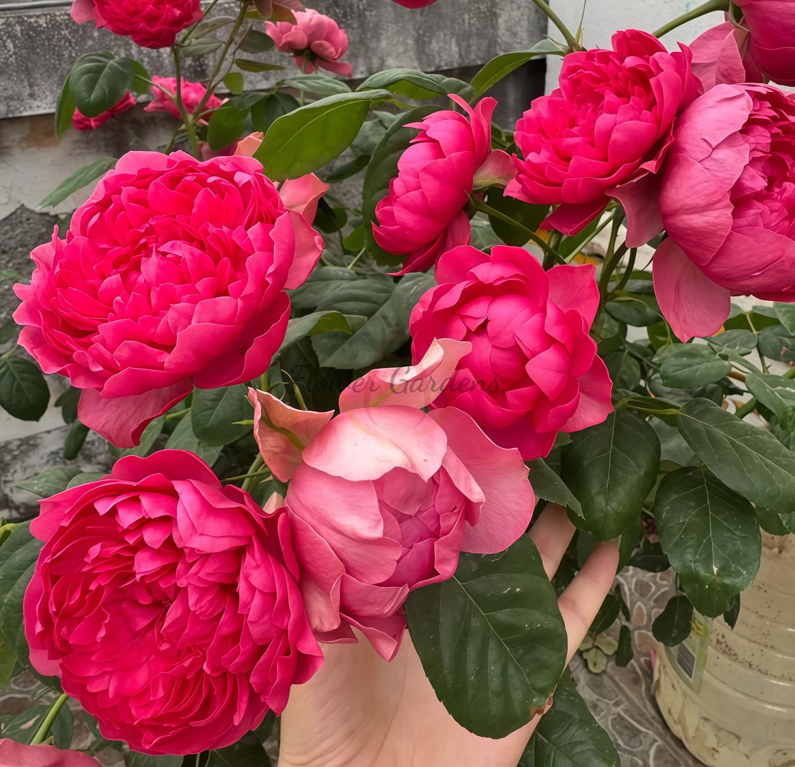 Crenadine Rose for sale丨Flower Gardens