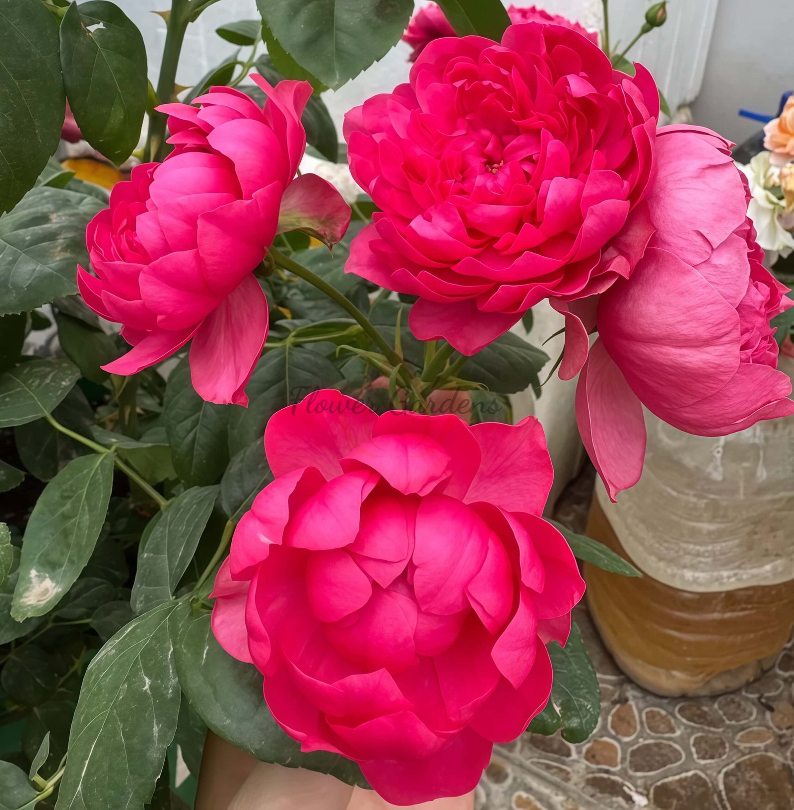 Crenadine Rose丨Flower Gardens