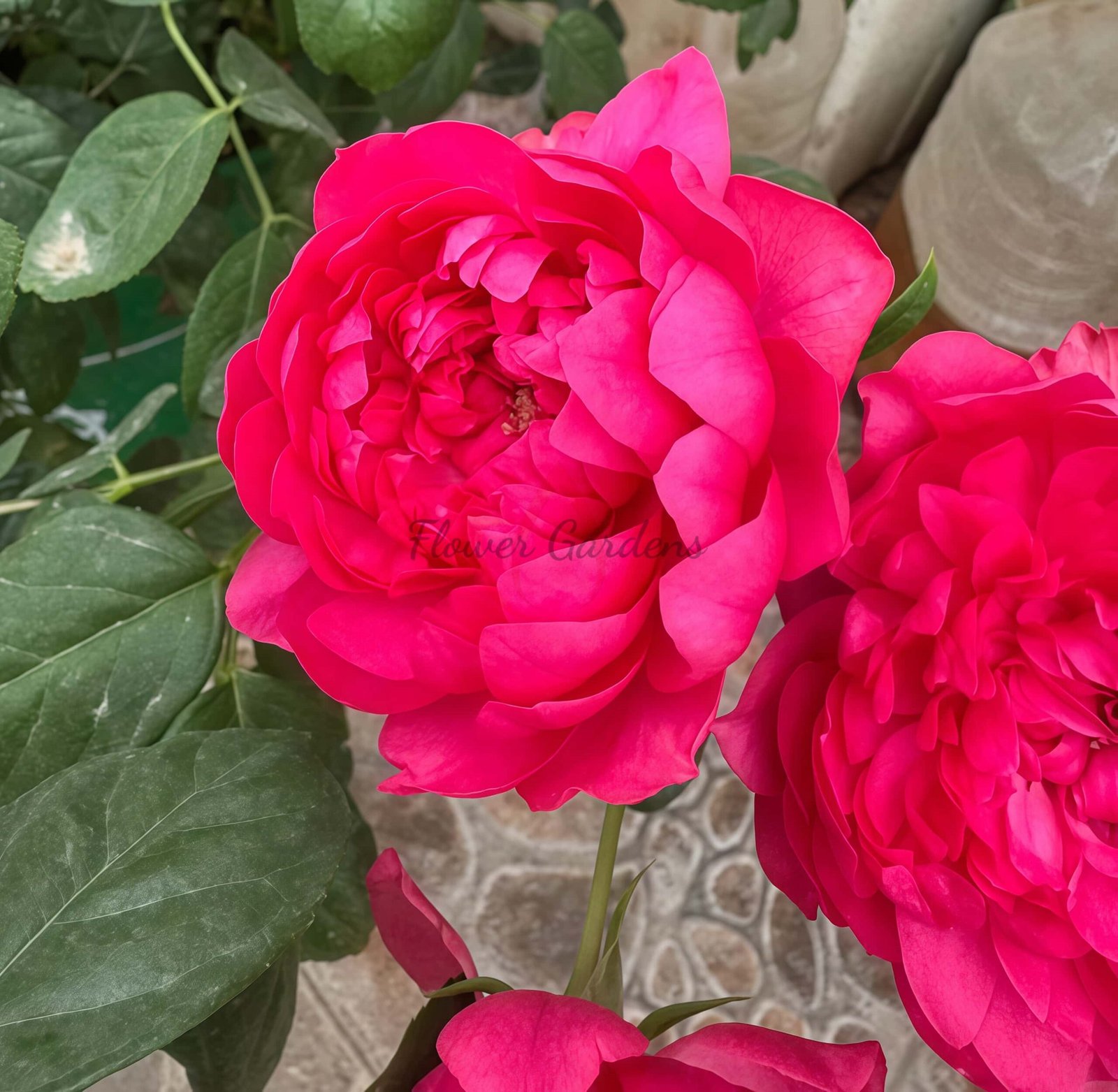 Crenadine Rose plant丨Flower Gardens