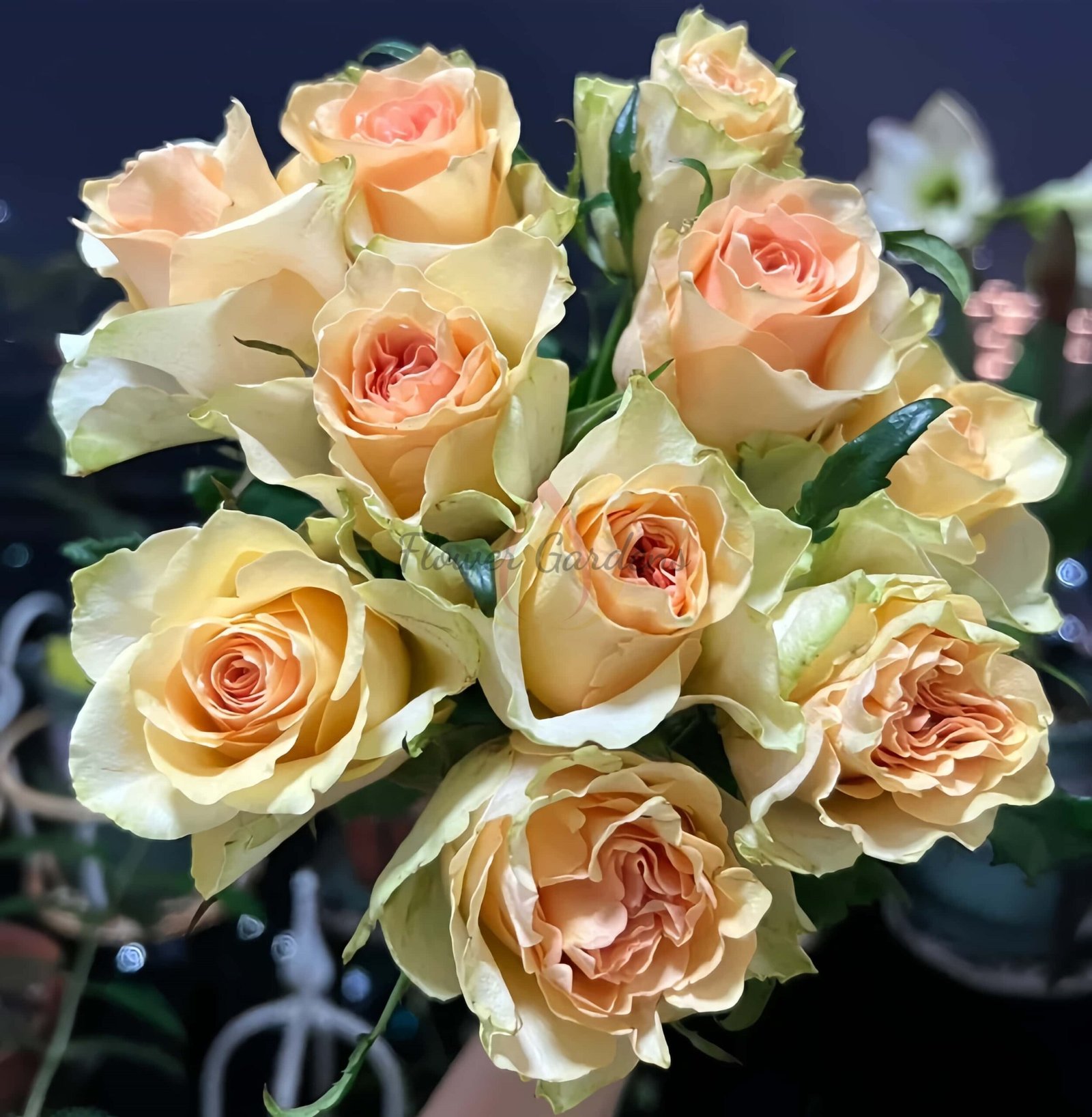 Cuenca Rose丨Flower Gardens