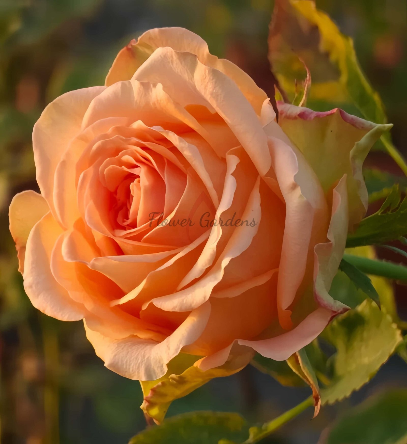 Cuenca Rose for sale丨Flower Gardens