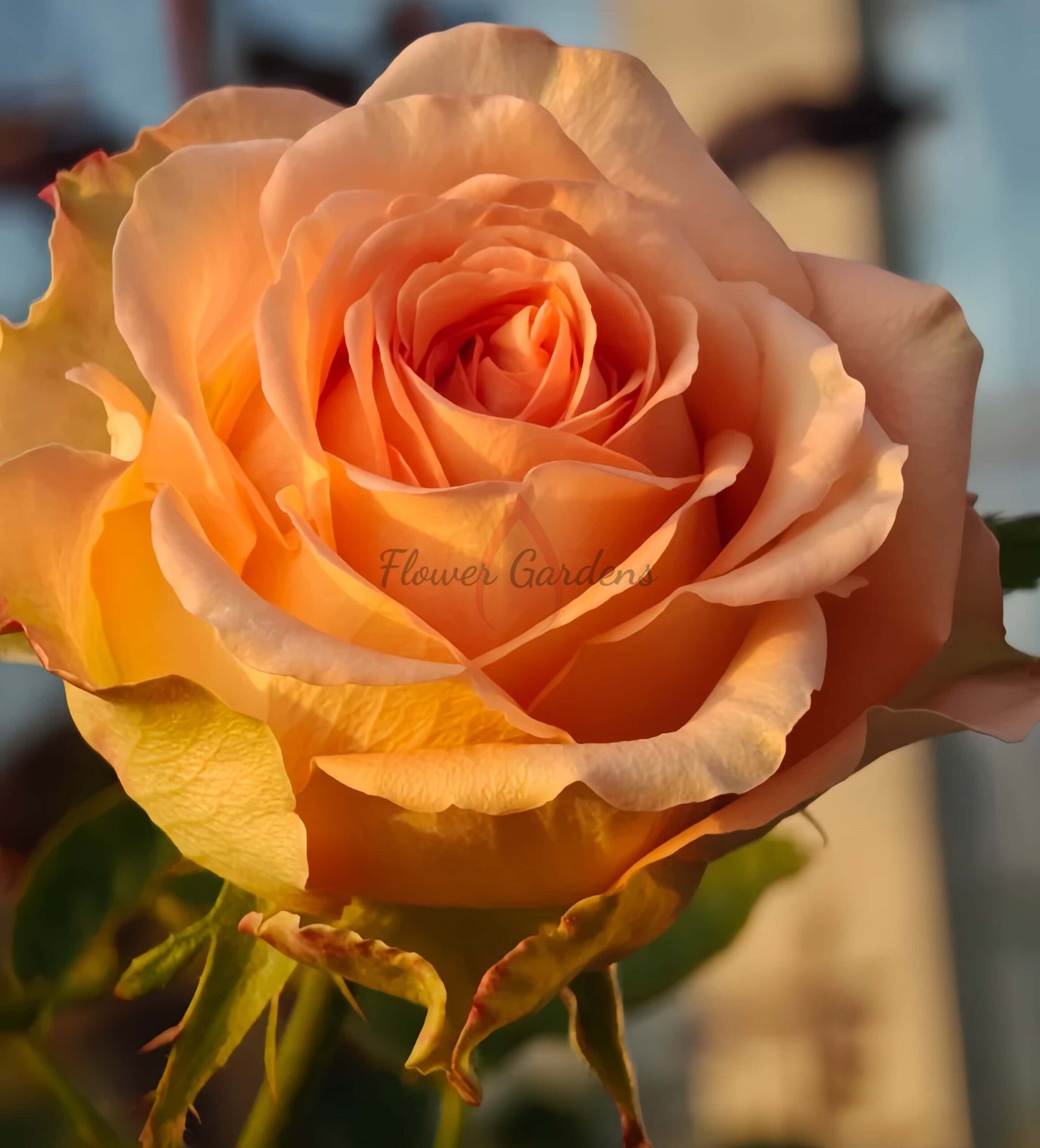 Cuenca Rose丨Flower Gardens