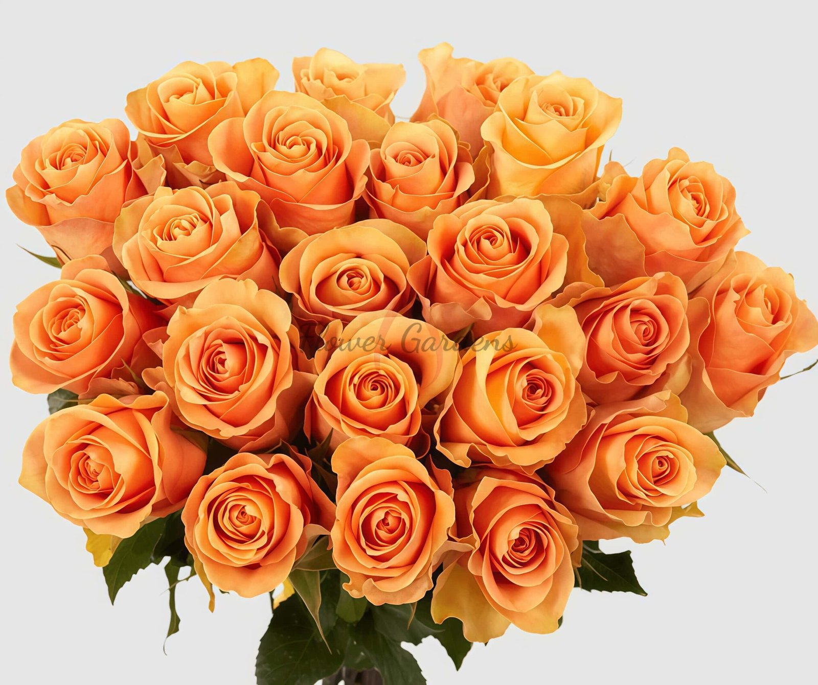 Cuenca Rose plant丨Flower Gardens