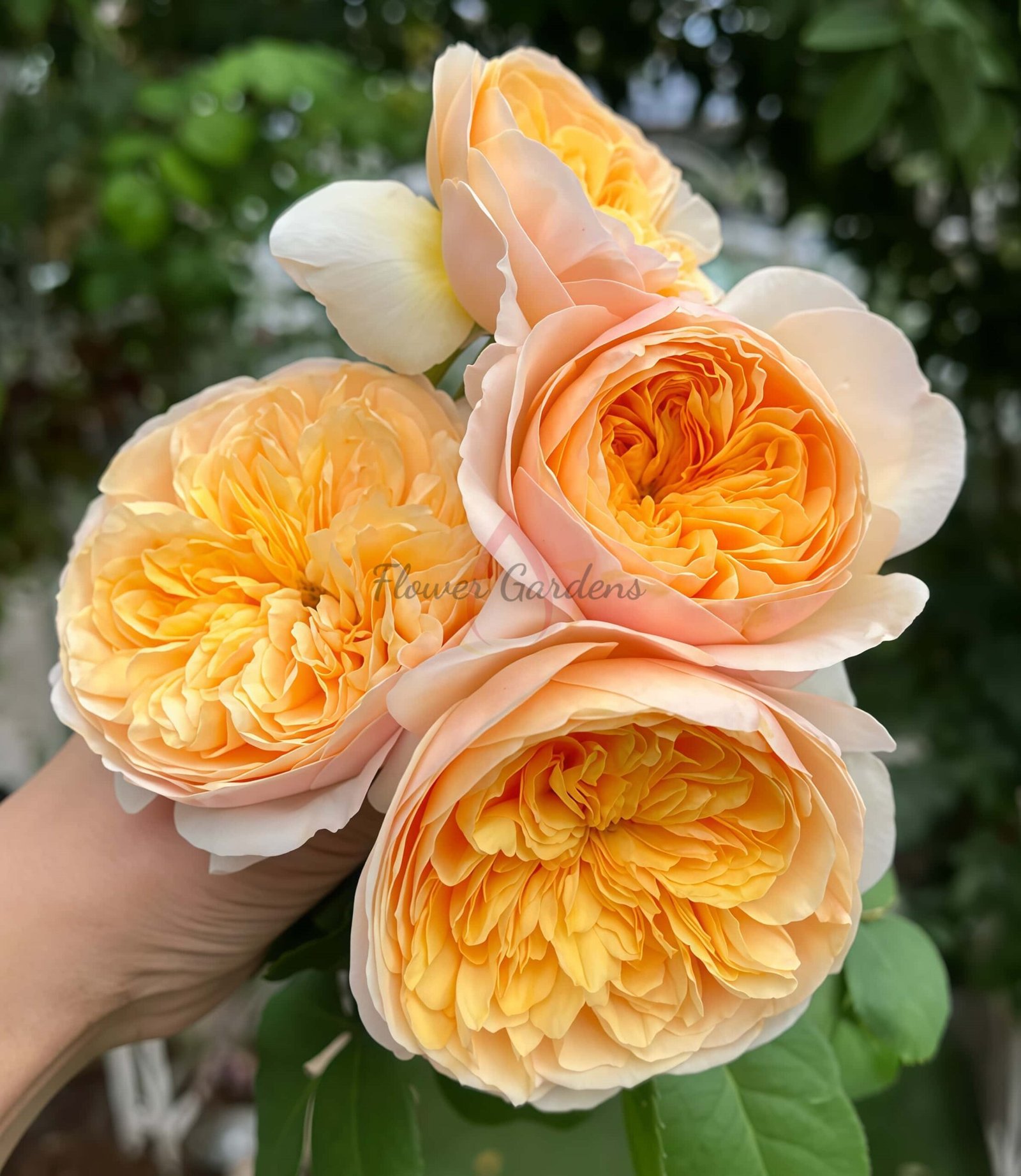 Daming place Rose丨Flower Gardens