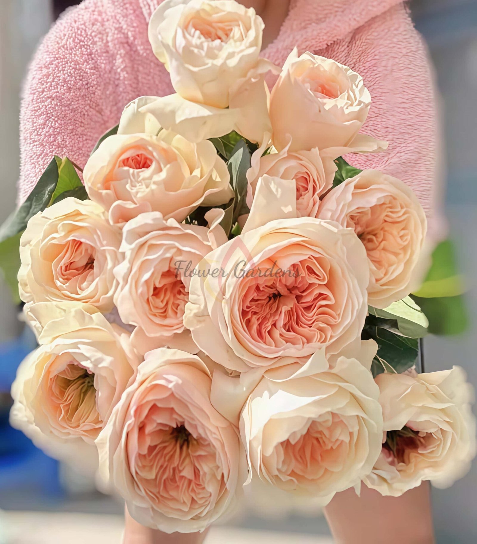 Daming place Rose丨Flower Gardens