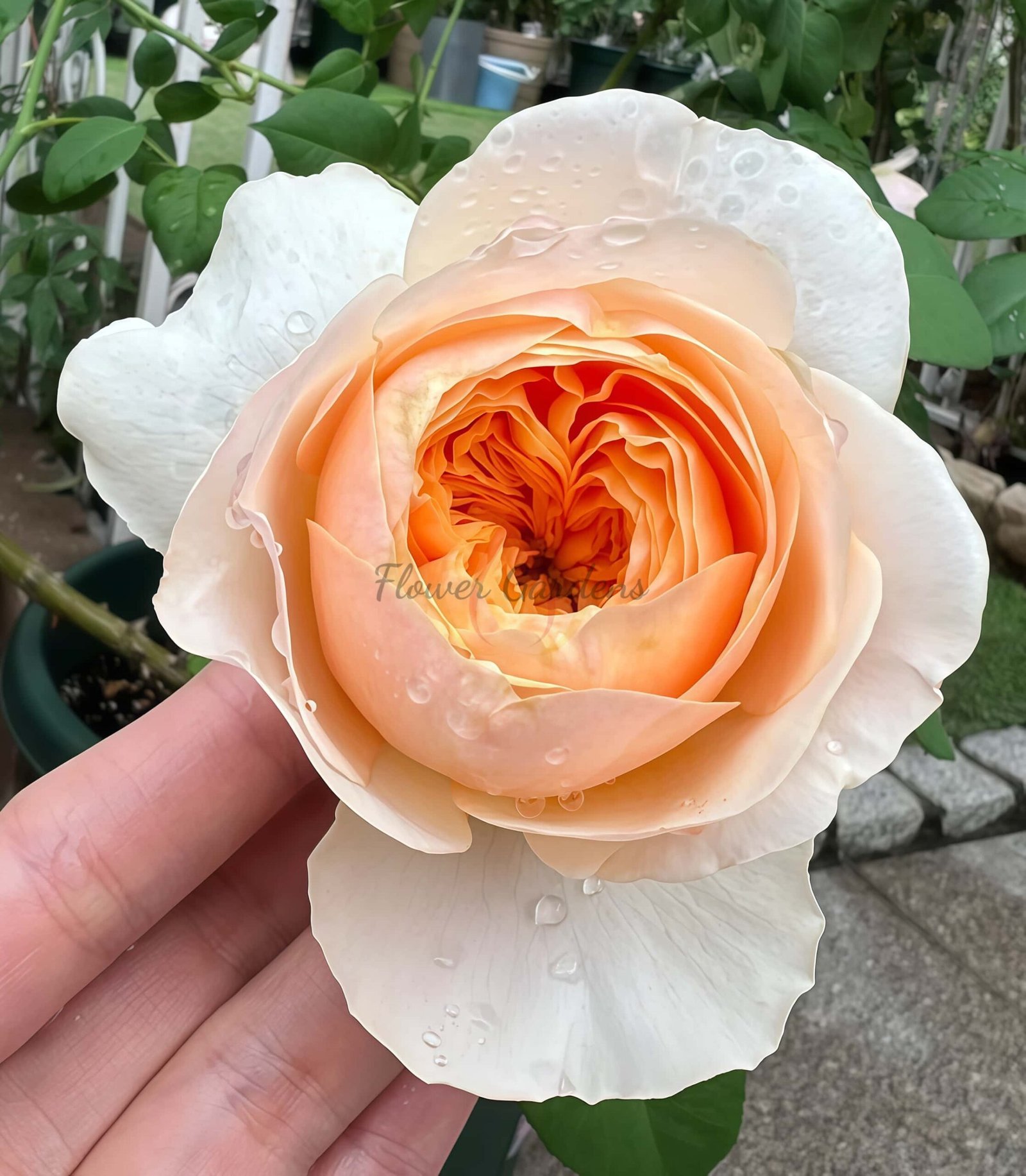 Daming place Rose plant丨Flower Gardens