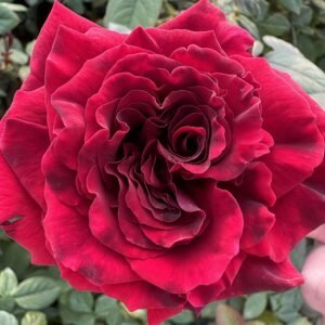 Deep Secret Rose丨Flower Gardens