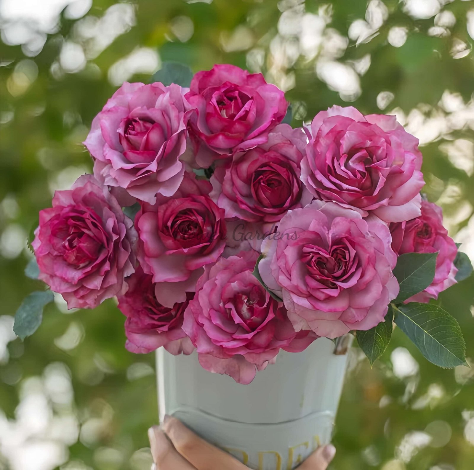 Dianhongmei Rose丨Flower Gardens