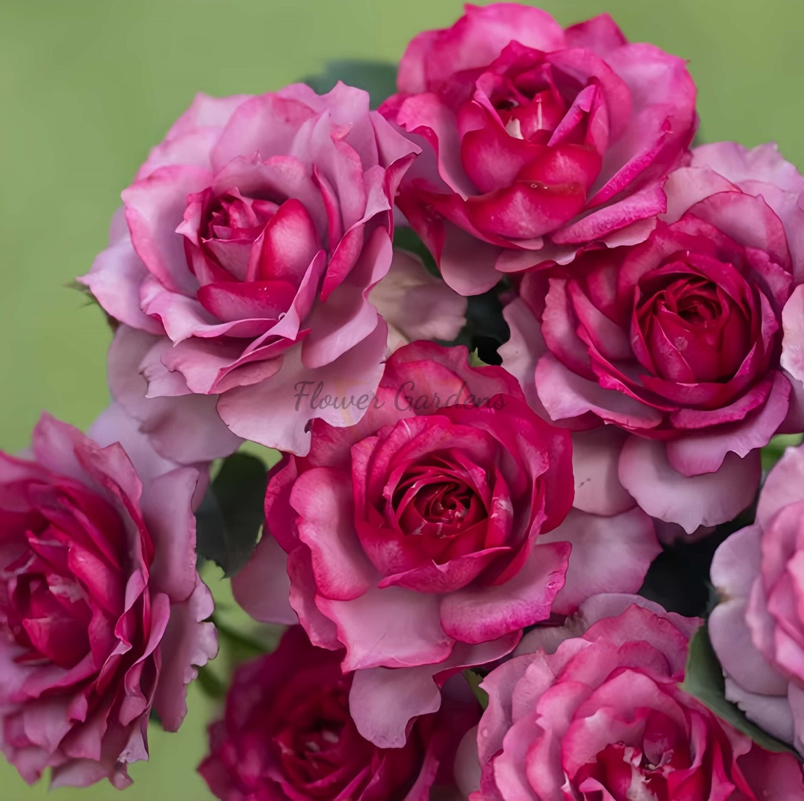 Dianhongmei Rose for sale丨Flower Gardens