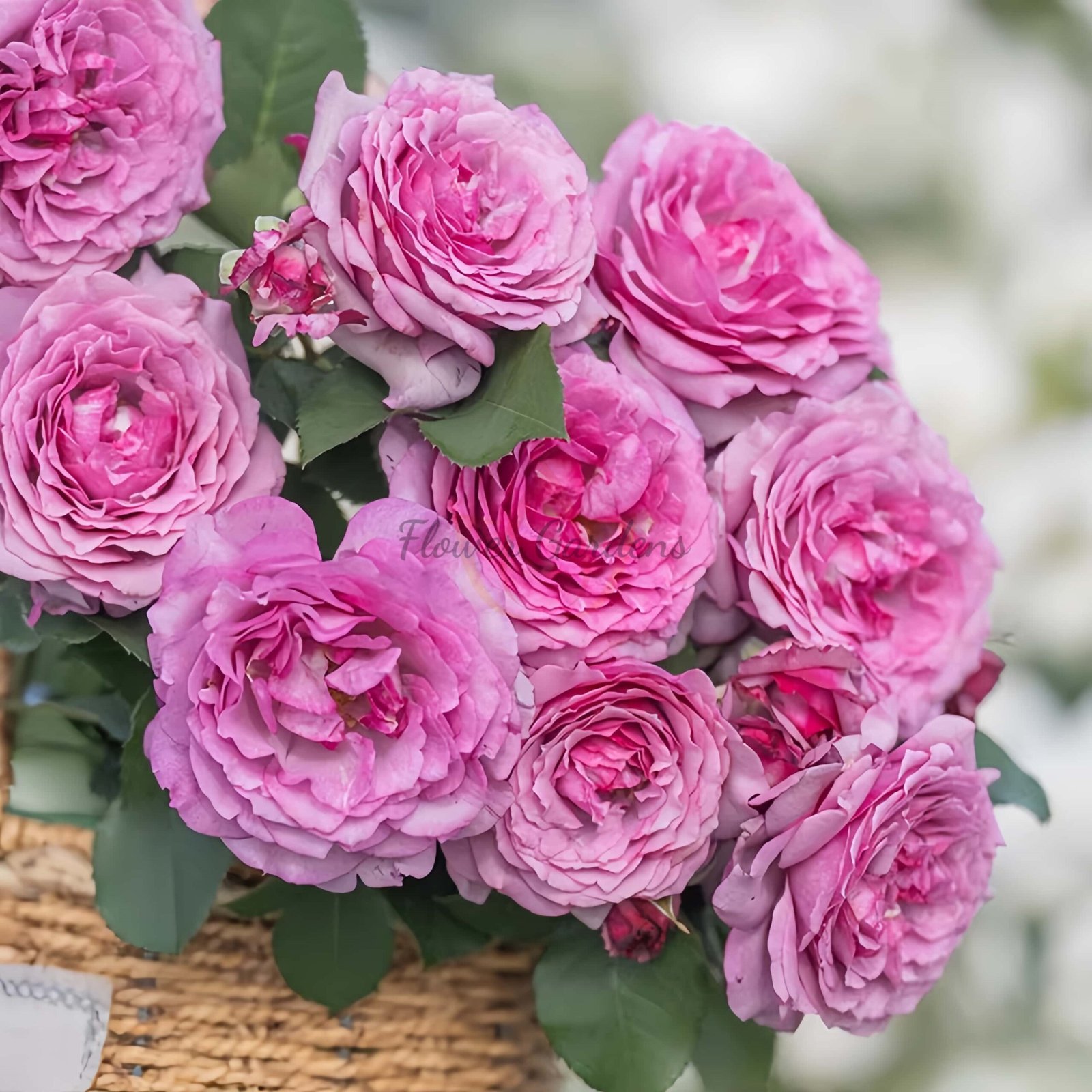 Dianhongmei Rose丨Flower Gardens