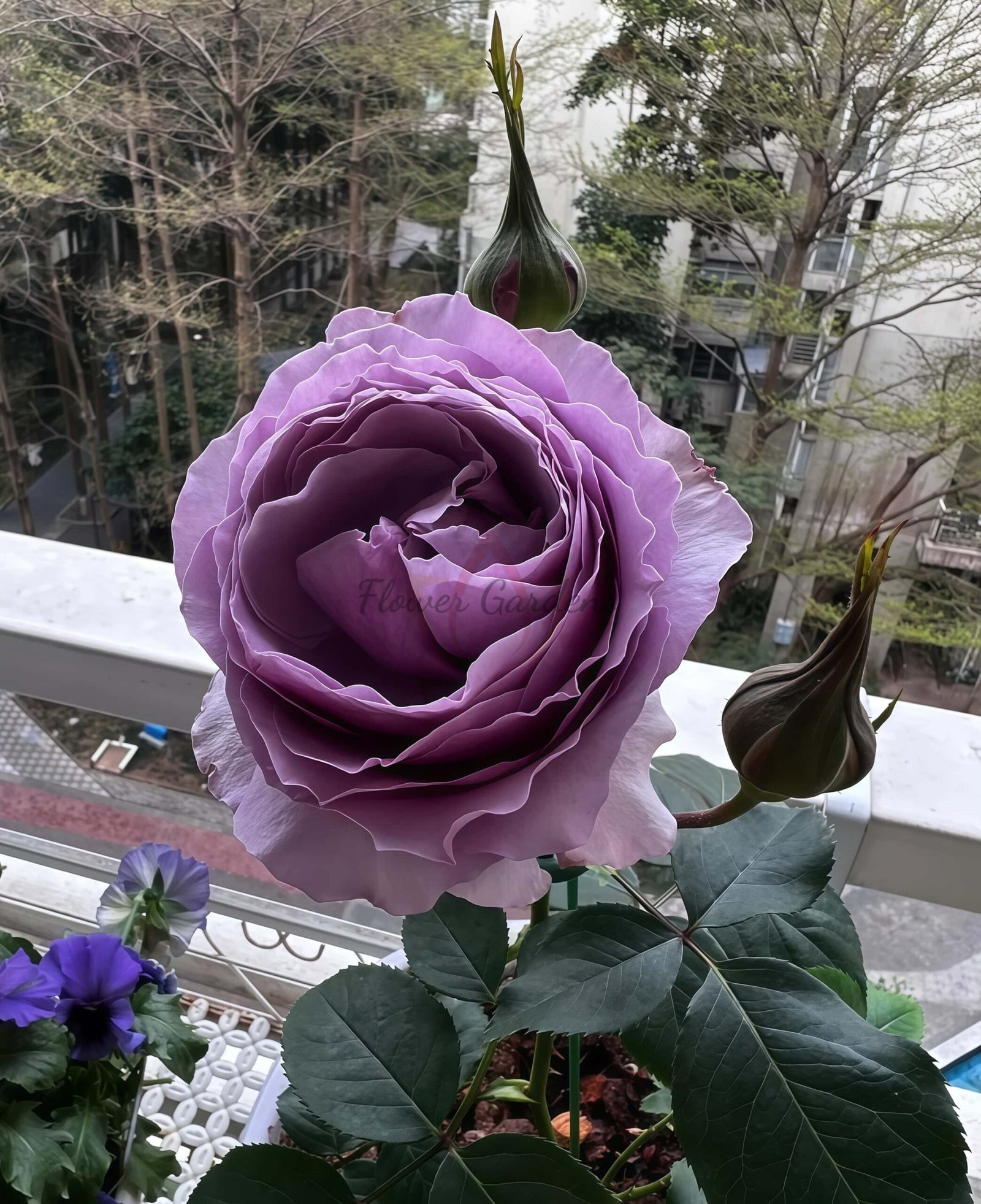 Dianyue Rose丨Flower Gardens