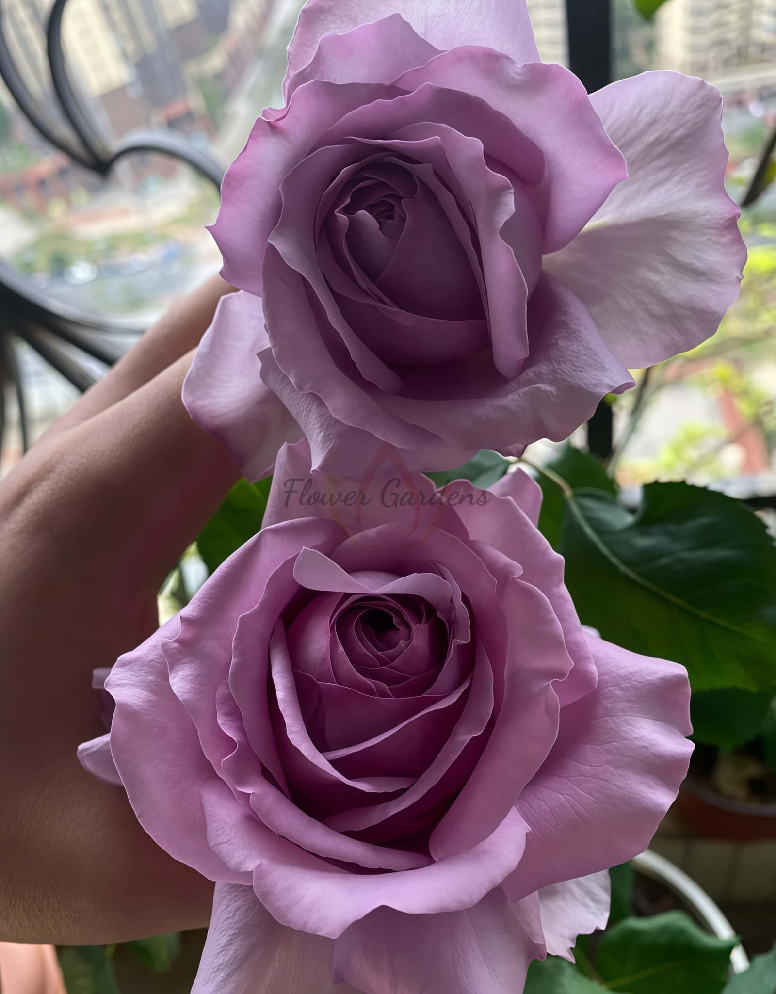 Dianyue Rose for sale丨Flower Gardens