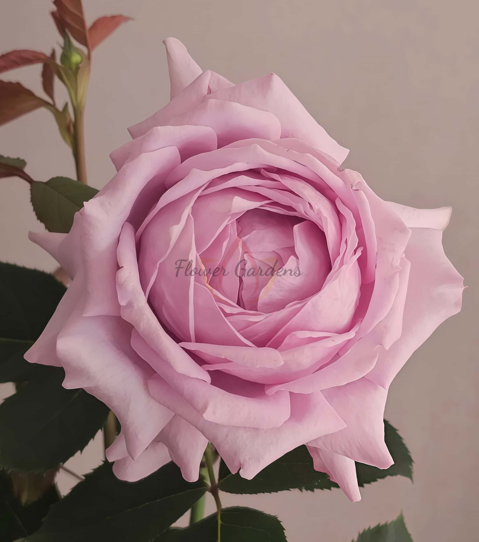 Dianyue Rose丨Flower Gardens