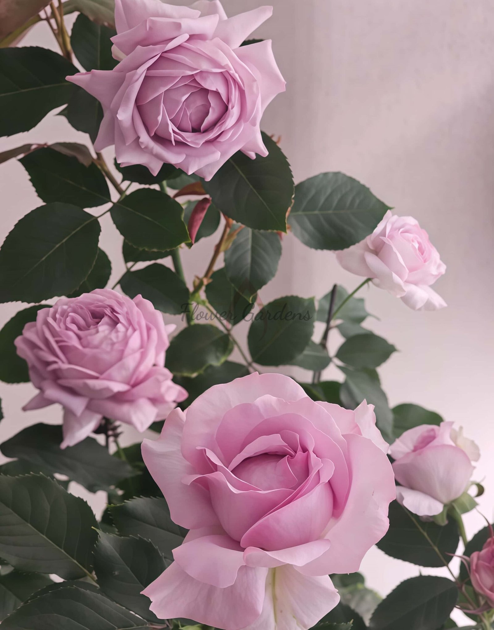 Dianyue Rose plant丨Flower Gardens