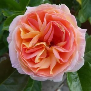 Domnburger Schloss Rose plant丨Flower Gardens