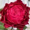 Dracula's Kiss Rose for sale丨Flower Gardens