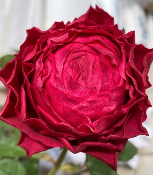 Dracula's Kiss Rose for sale丨Flower Gardens