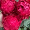 Dracula's Kiss Rose plant丨Flower Gardens
