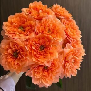 Dragonfly Rose丨Flower Gardens