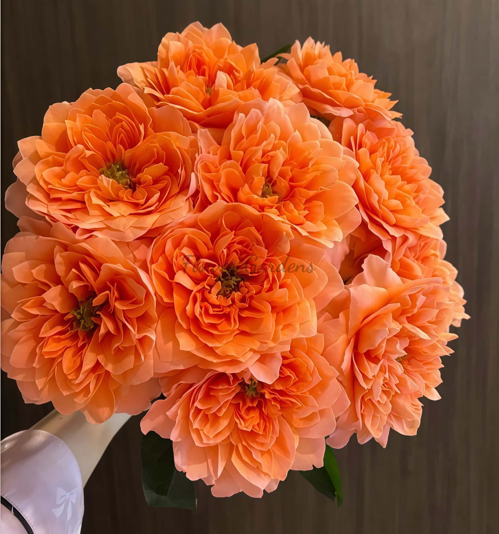 Dragonfly Rose丨Flower Gardens