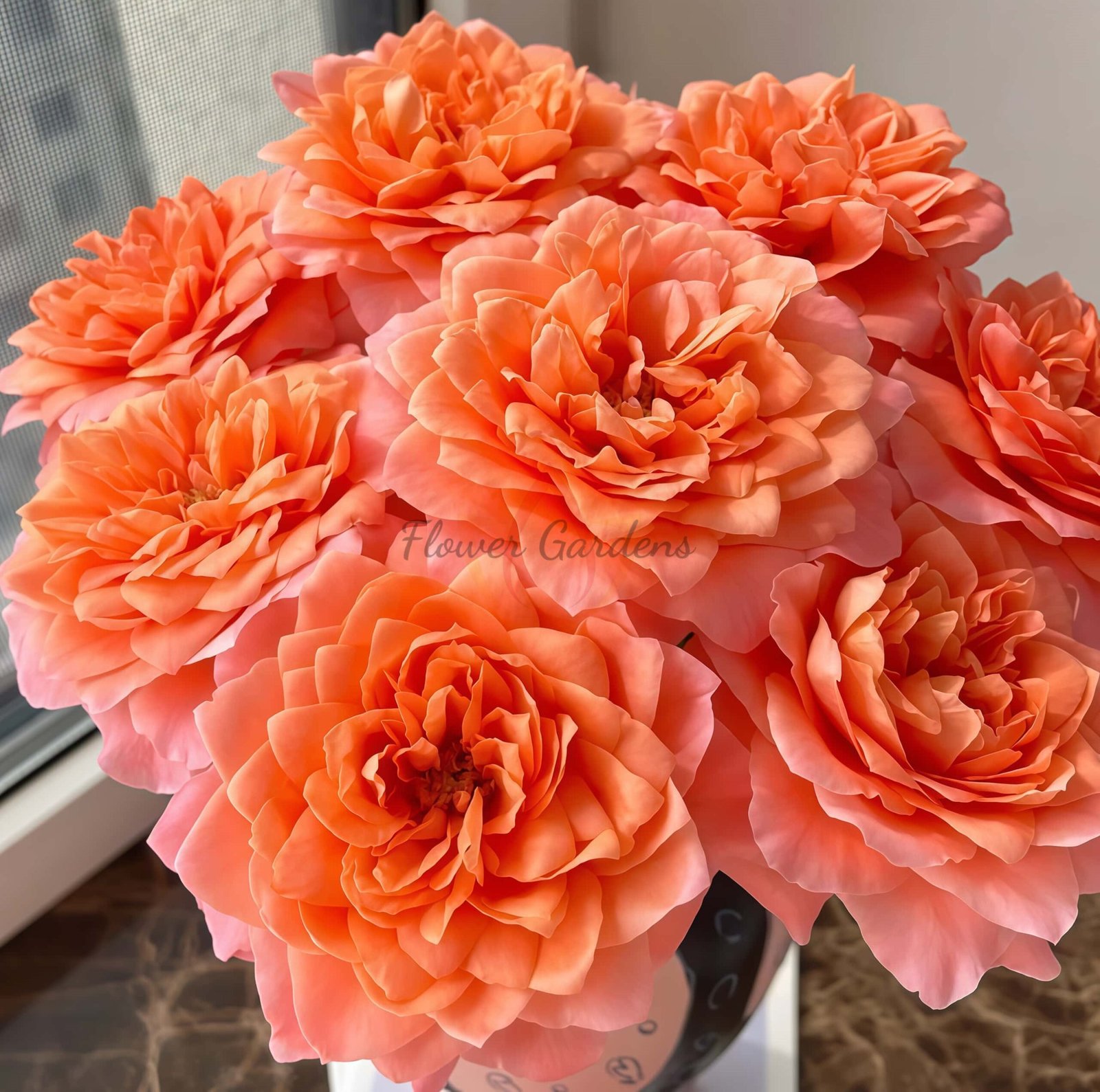 Dragonfly Rose for sale丨Flower Gardens