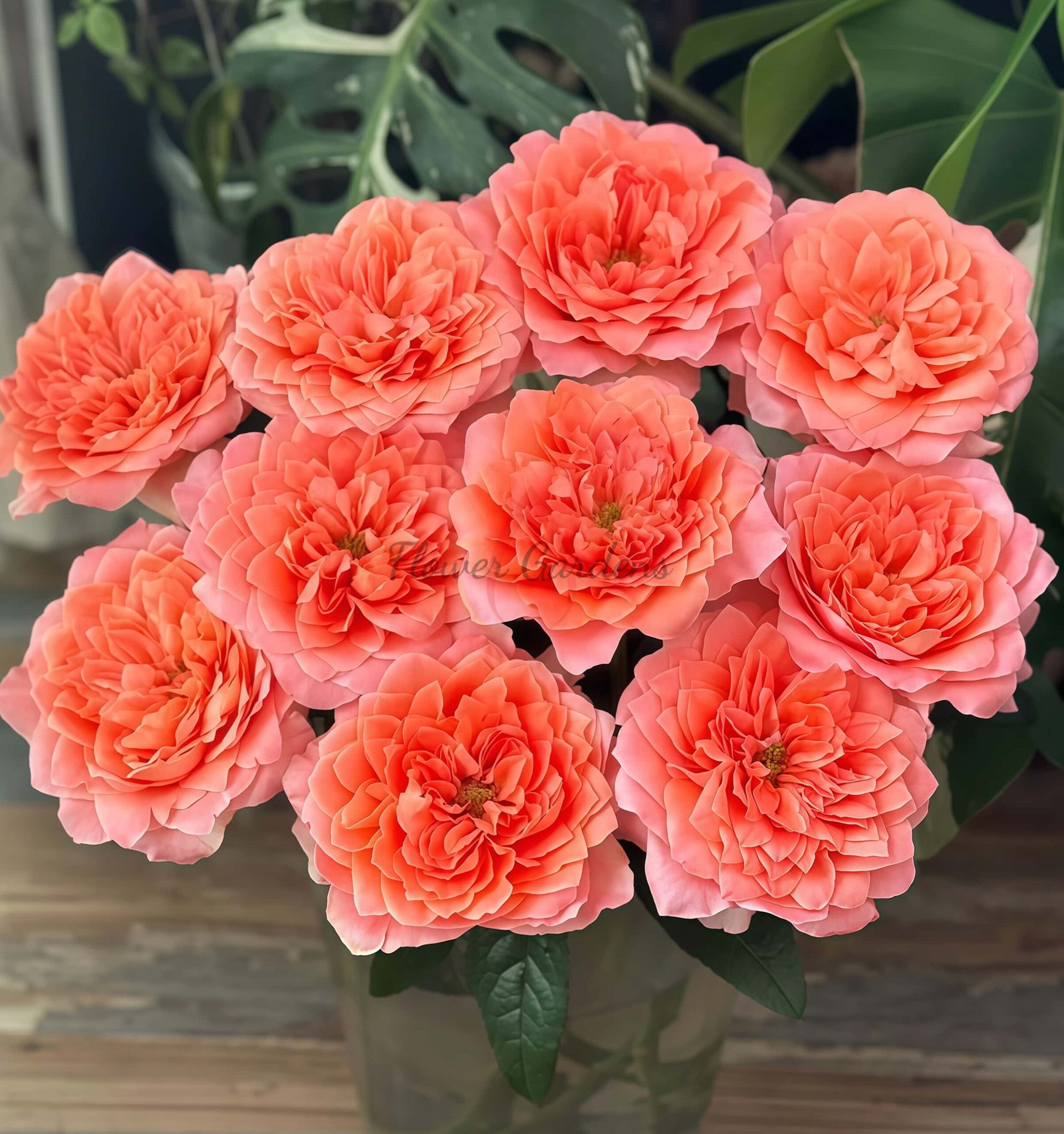 Dragonfly Rose丨Flower Gardens