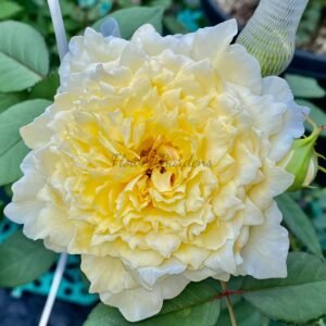 Dream Before Dawn Rose plant丨Flower Gardens