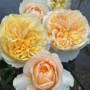 Effie Rose丨Flower Gardens