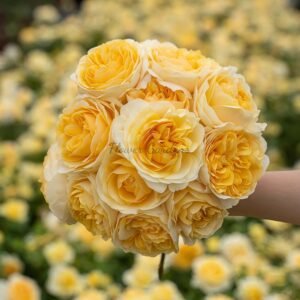 Eguang Rose丨Flower Gardens