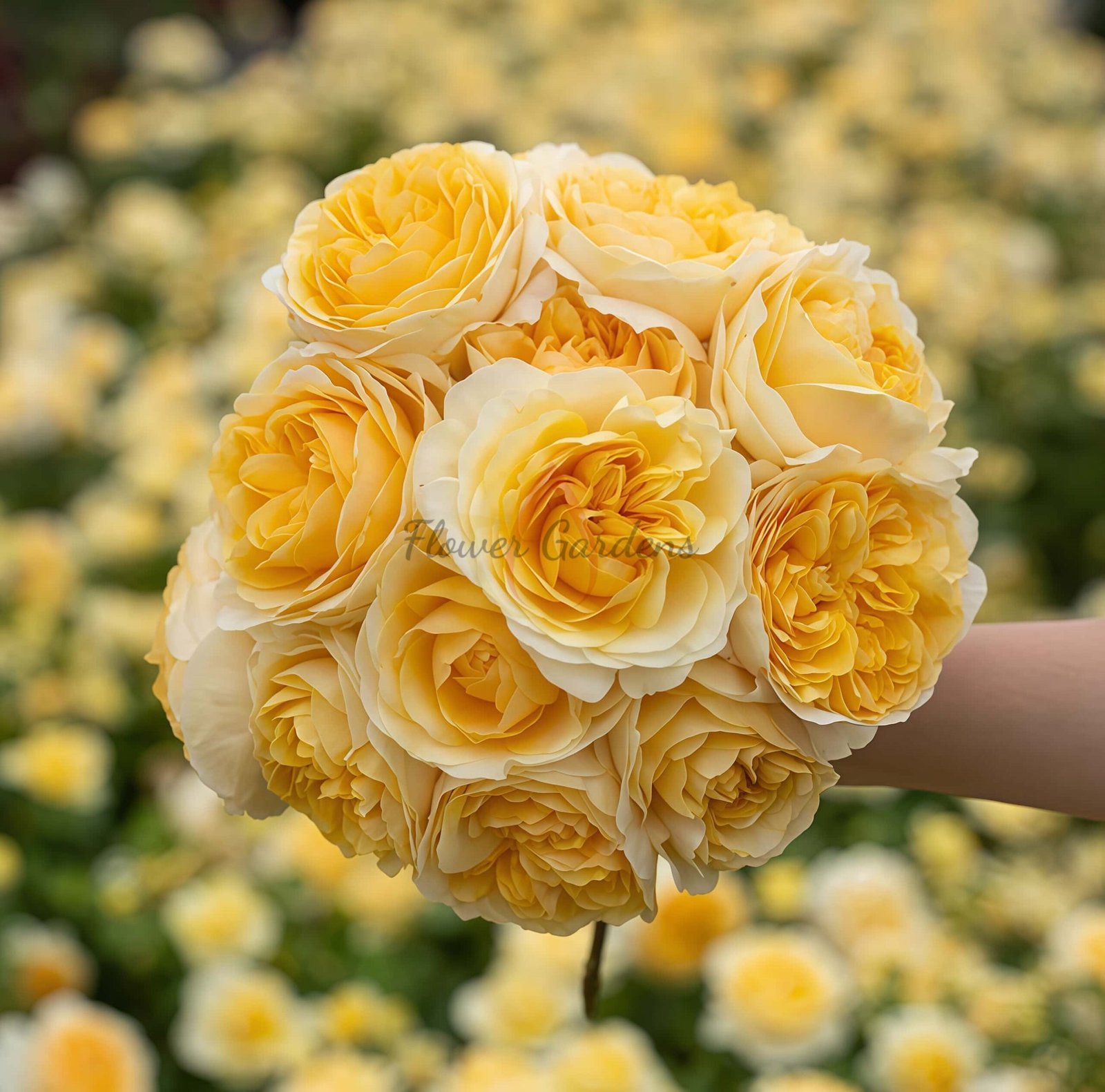 Eguang Rose丨Flower Gardens