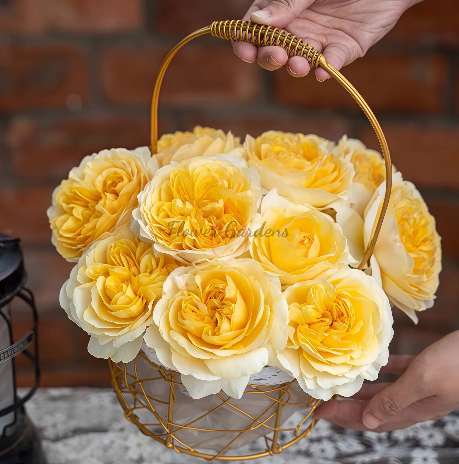 Eguang Rose丨Flower Gardens