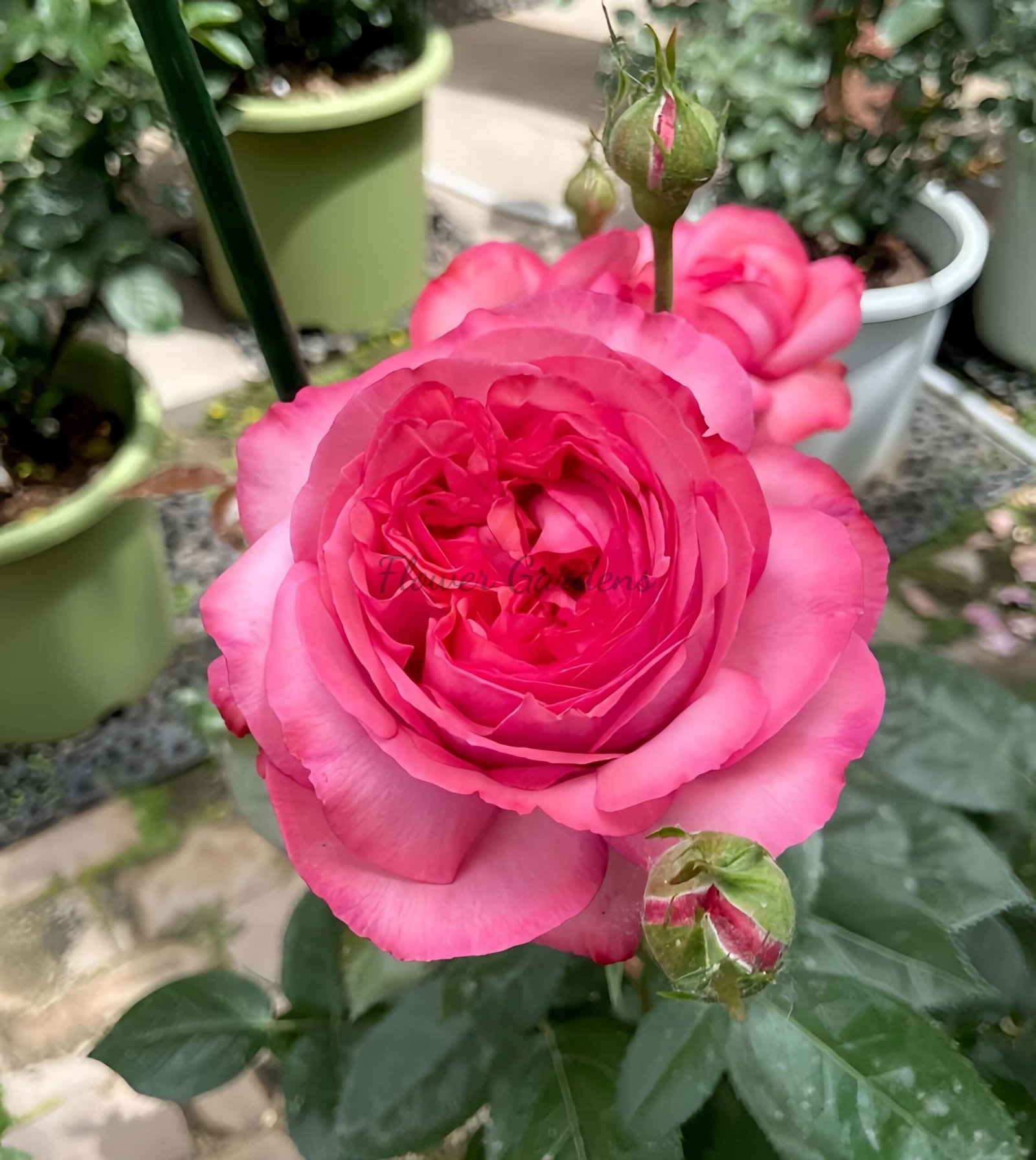 Ensorcelant Rose for sale丨Flower Gardens